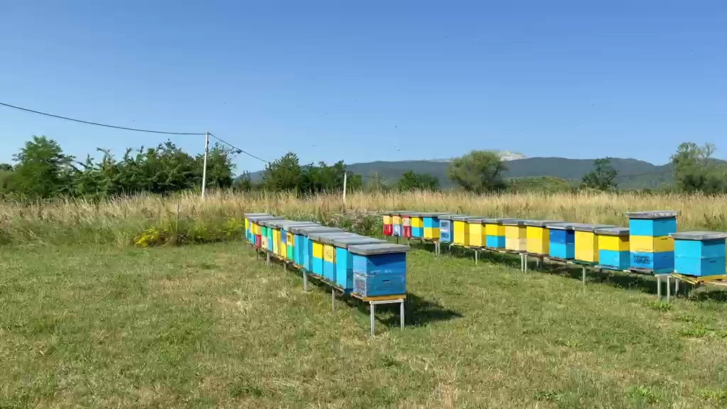 Pamje nga Bletaria Genti